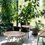 Porcino – view 2